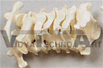 Cervical Vertebrae Column Set (C1 through C7)